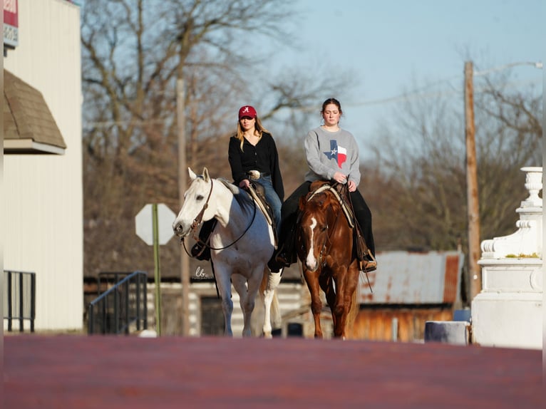 American Quarter Horse Wallach 11 Jahre 152 cm Schimmel in Terrell, TX