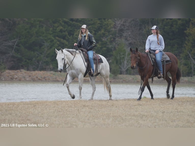 American Quarter Horse Wallach 11 Jahre 152 cm Schimmel in Terrell, TX