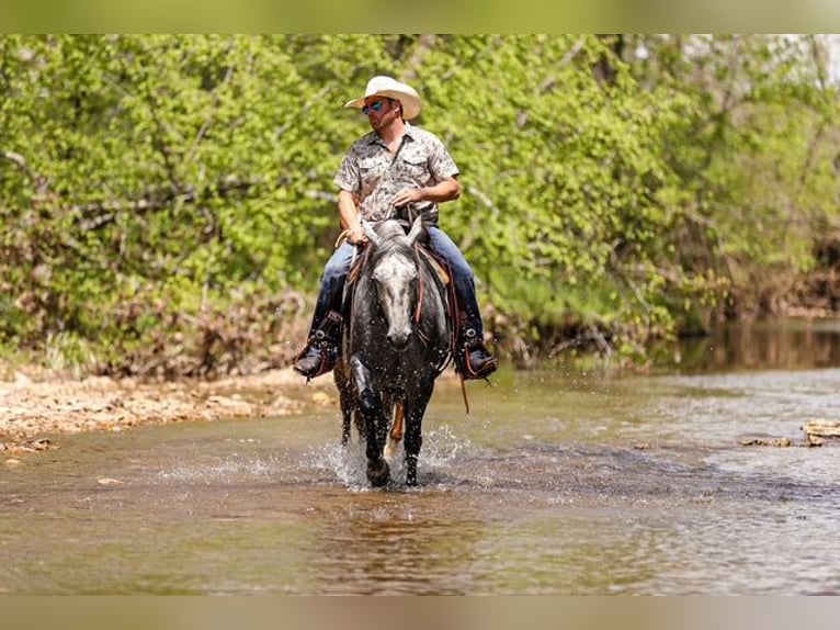 American Quarter Horse Wallach 11 Jahre 152 cm Schimmel in Santa Fe, TN