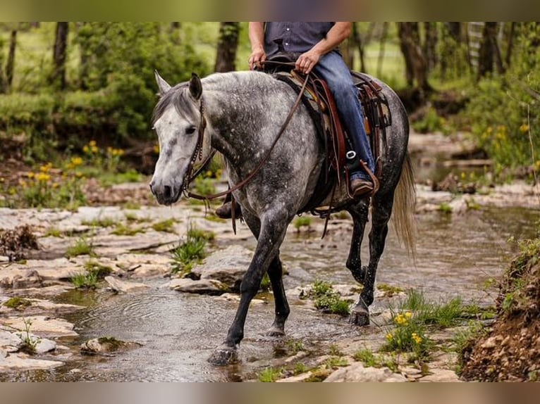American Quarter Horse Wallach 11 Jahre 152 cm Schimmel in Santa Fe, TN