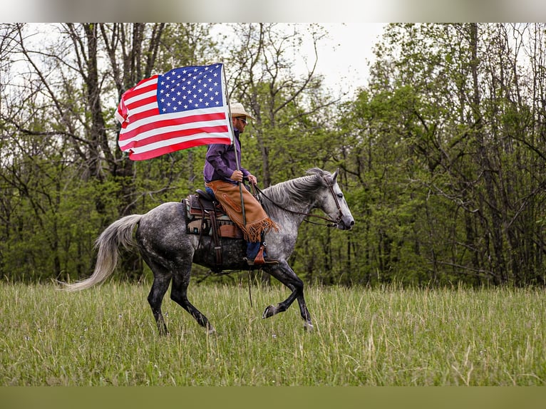 American Quarter Horse Wallach 11 Jahre 152 cm Schimmel in Santa Fe, TN