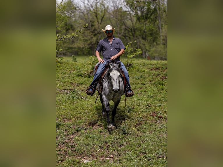 American Quarter Horse Wallach 11 Jahre 152 cm Schimmel in Santa Fe, TN