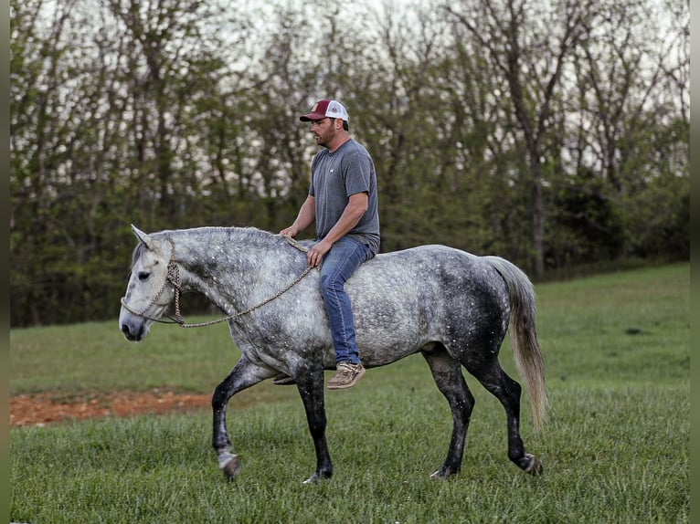 American Quarter Horse Wallach 11 Jahre 152 cm Schimmel in Santa Fe, TN