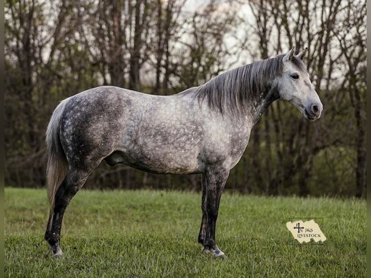 American Quarter Horse Wallach 11 Jahre 152 cm Schimmel in Santa Fe, TN