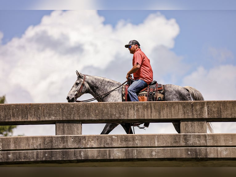 American Quarter Horse Wallach 11 Jahre 152 cm Schimmel in Santa Fe, TN