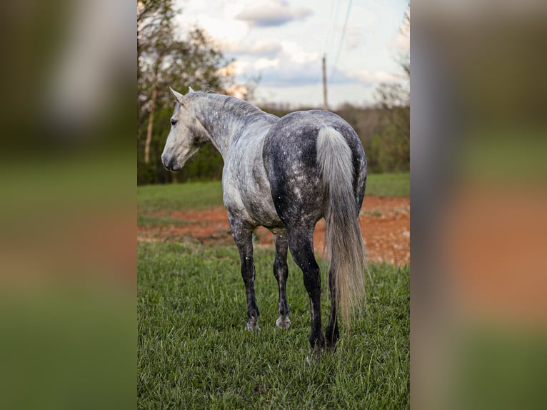 American Quarter Horse Wallach 11 Jahre 152 cm Schimmel in Santa Fe, TN