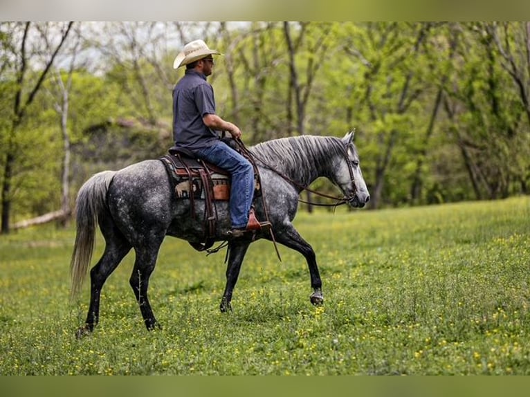 American Quarter Horse Wallach 11 Jahre 152 cm Schimmel in Santa Fe, TN