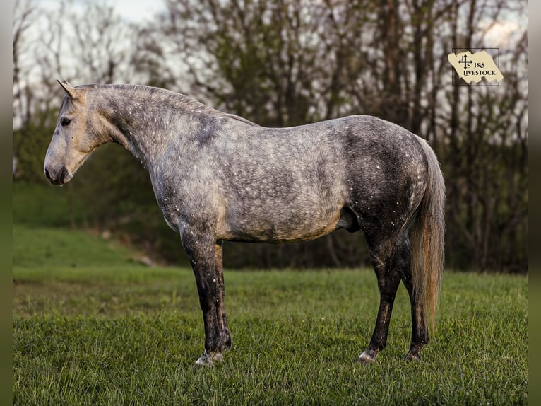 American Quarter Horse Wallach 11 Jahre 152 cm Schimmel in Santa Fe, TN
