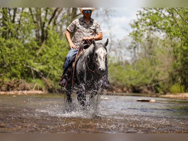 American Quarter Horse Wallach 11 Jahre 152 cm Schimmel in Santa Fe, TN