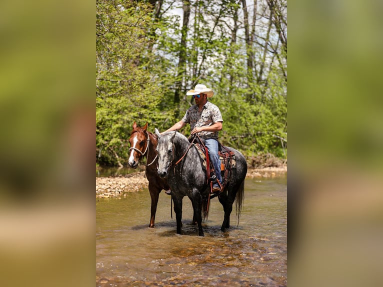 American Quarter Horse Wallach 11 Jahre 152 cm Schimmel in Santa Fe, TN