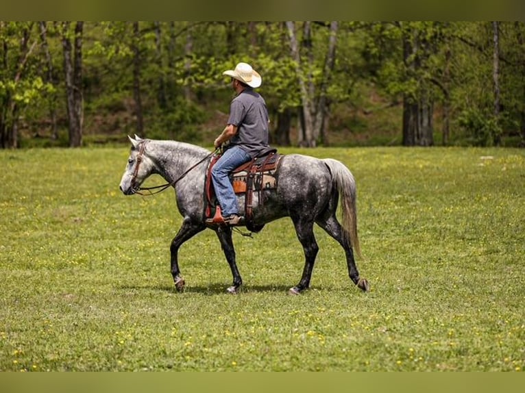 American Quarter Horse Wallach 11 Jahre 152 cm Schimmel in Santa Fe, TN