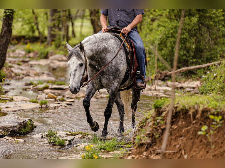 American Quarter Horse Wallach 11 Jahre 152 cm Schimmel in Santa Fe, TN