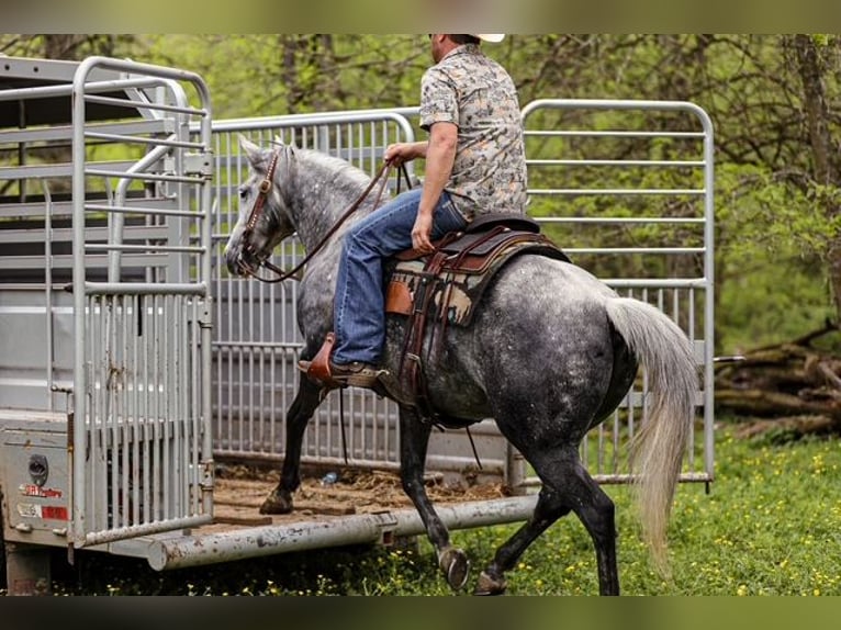 American Quarter Horse Wallach 11 Jahre 152 cm Schimmel in Santa Fe, TN