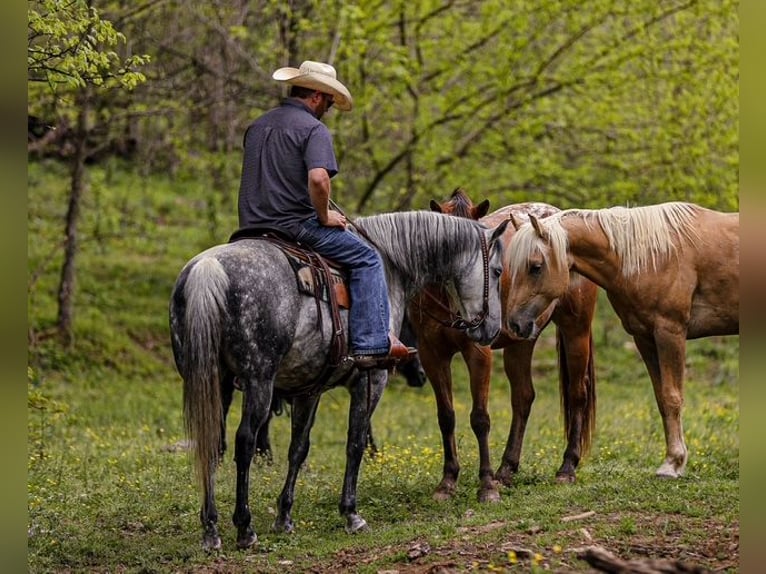 American Quarter Horse Wallach 11 Jahre 152 cm Schimmel in Santa Fe, TN