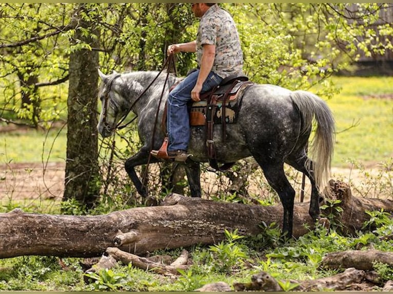 American Quarter Horse Wallach 11 Jahre 152 cm Schimmel in Santa Fe, TN