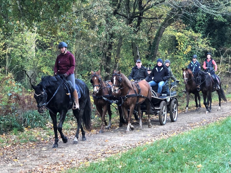 American Quarter Horse Wallach 11 Jahre 153 cm Brauner in Erpe-Mere