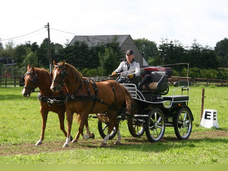 American Quarter Horse Wallach 11 Jahre 153 cm Brauner in Erpe-Mere