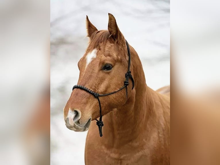American Quarter Horse Wallach 11 Jahre 153 cm Red Dun in Lindau (Bodensee)