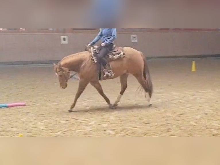 American Quarter Horse Wallach 11 Jahre 153 cm Red Dun in Lindau (Bodensee)