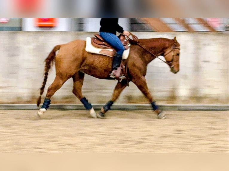 American Quarter Horse Wallach 11 Jahre 153 cm Red Dun in Lindau (Bodensee)
