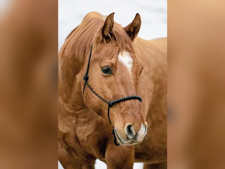 American Quarter Horse Wallach 11 Jahre 153 cm Red Dun in Lindau (Bodensee)