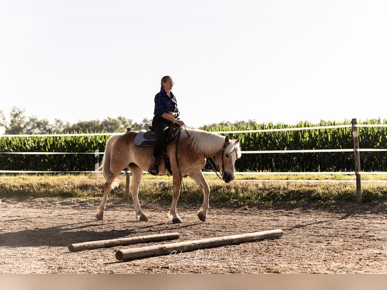 American Quarter Horse Mix Wallach 11 Jahre 154 cm Fuchs in Friesenheim
