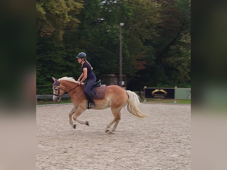 American Quarter Horse Mix Wallach 11 Jahre 154 cm Fuchs in Friesenheim