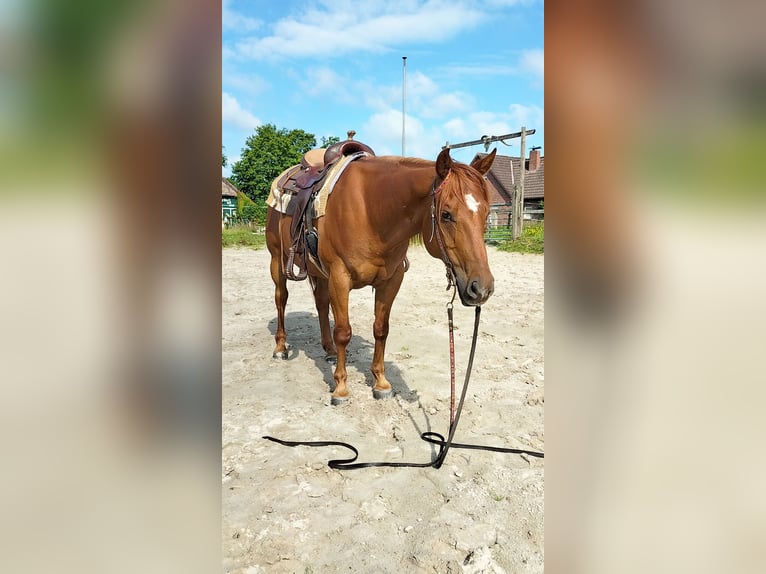 American Quarter Horse Wallach 11 Jahre 154 cm Fuchs in Zetel