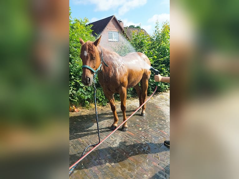 American Quarter Horse Wallach 11 Jahre 154 cm Fuchs in Zetel