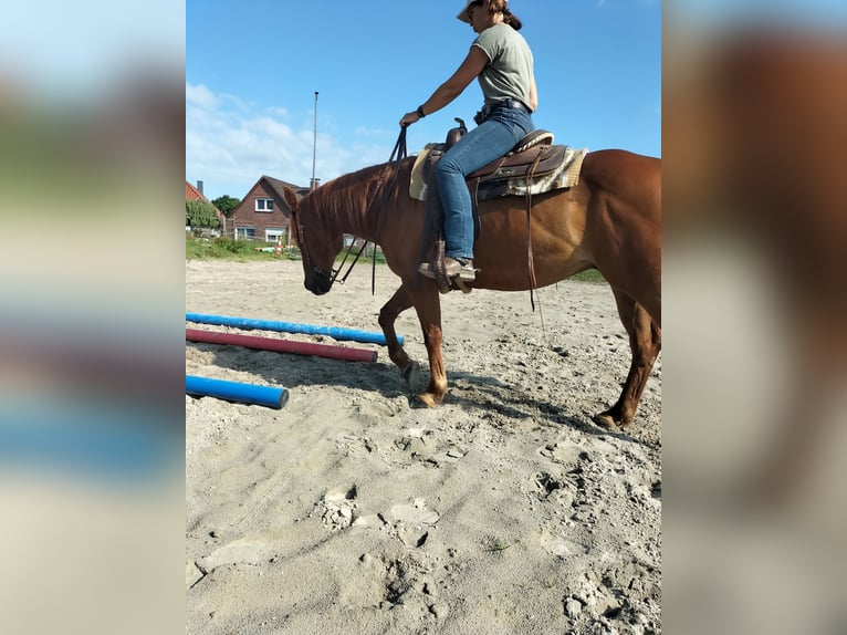American Quarter Horse Wallach 11 Jahre 154 cm Fuchs in Zetel