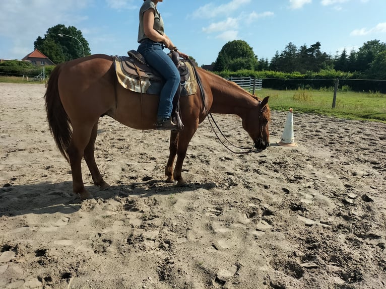 American Quarter Horse Wallach 11 Jahre 154 cm Fuchs in Zetel