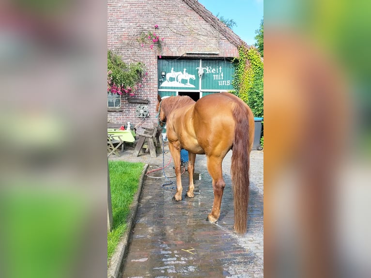 American Quarter Horse Wallach 11 Jahre 154 cm Fuchs in Zetel