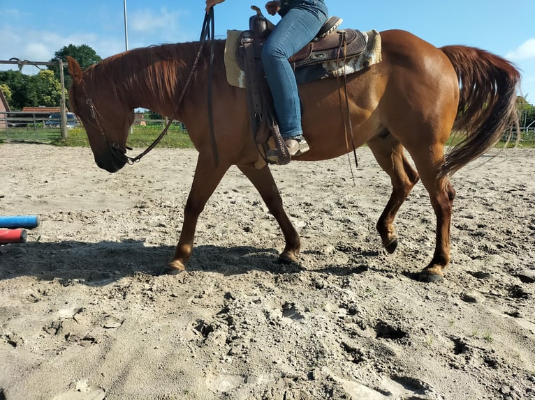 American Quarter Horse Wallach 11 Jahre 154 cm Fuchs in Zetel