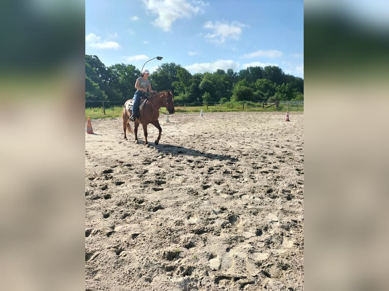 American Quarter Horse Wallach 11 Jahre 154 cm Fuchs in Zetel
