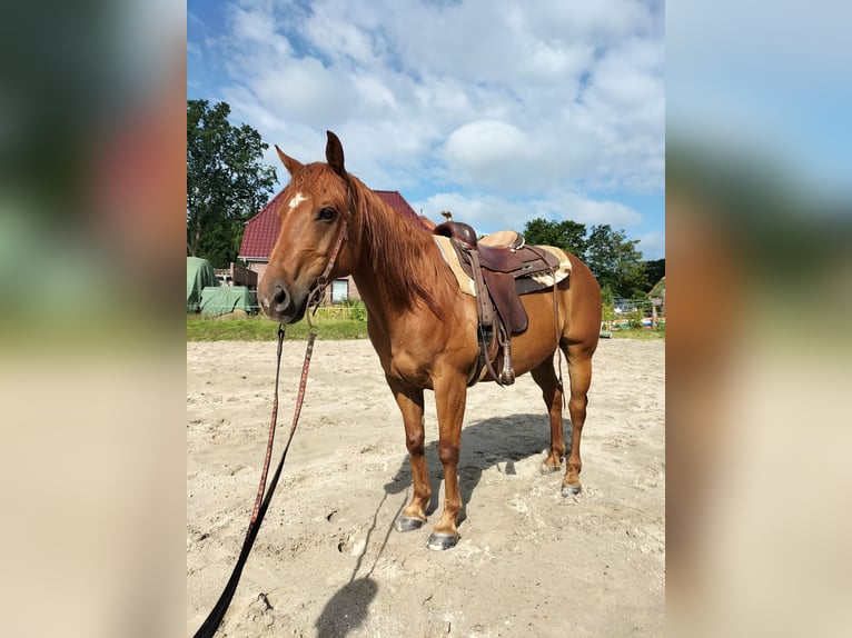 American Quarter Horse Wallach 11 Jahre 154 cm Fuchs in Zetel