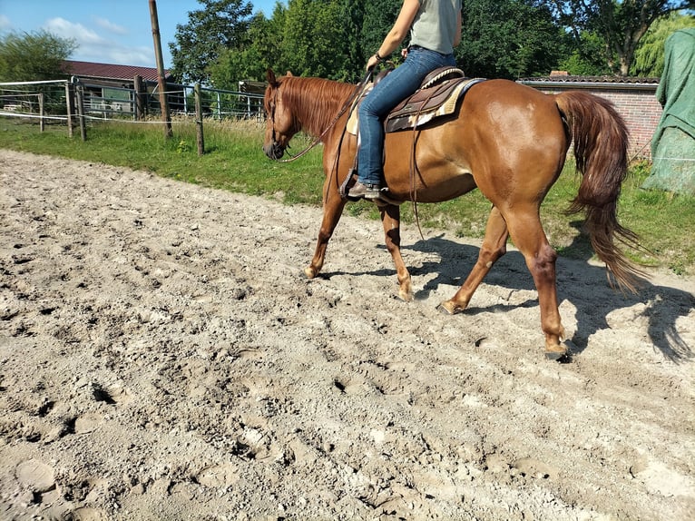 American Quarter Horse Wallach 11 Jahre 154 cm Fuchs in Zetel