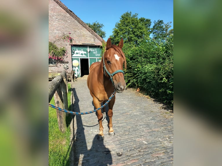 American Quarter Horse Wallach 11 Jahre 154 cm Fuchs in Zetel