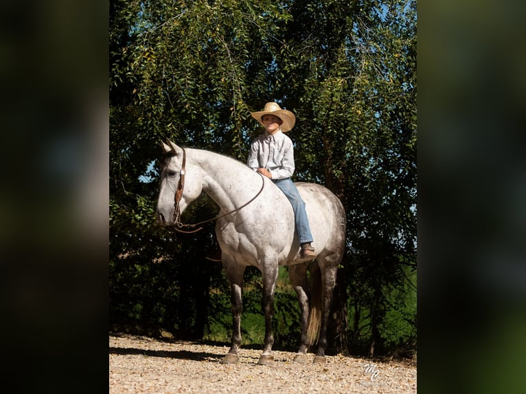 American Quarter Horse Wallach 11 Jahre 155 cm Apfelschimmel in Caldwell ID