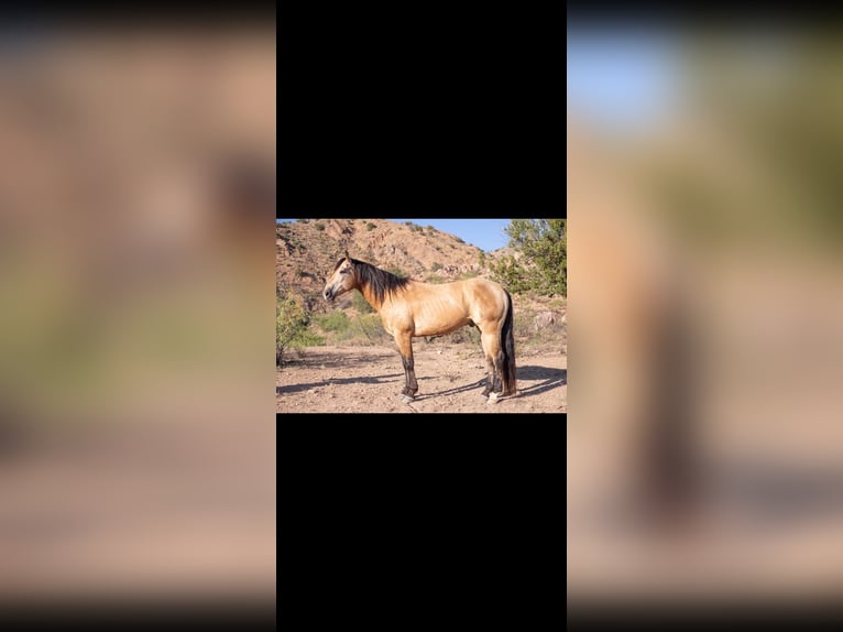 American Quarter Horse Wallach 11 Jahre 155 cm Buckskin in Cliff, NM