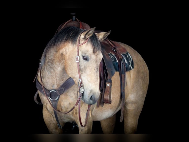 American Quarter Horse Wallach 11 Jahre 155 cm Buckskin in Clarion, PA
