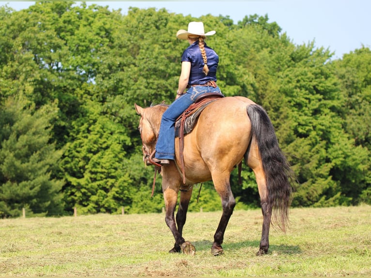 American Quarter Horse Wallach 11 Jahre 155 cm Buckskin in Clarion, PA