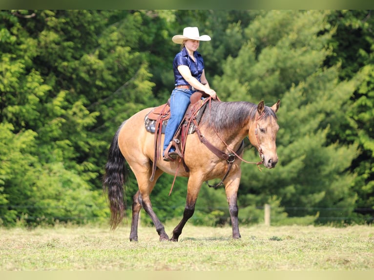 American Quarter Horse Wallach 11 Jahre 155 cm Buckskin in Clarion, PA