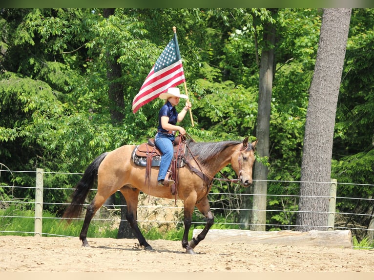 American Quarter Horse Wallach 11 Jahre 155 cm Buckskin in Clarion, PA