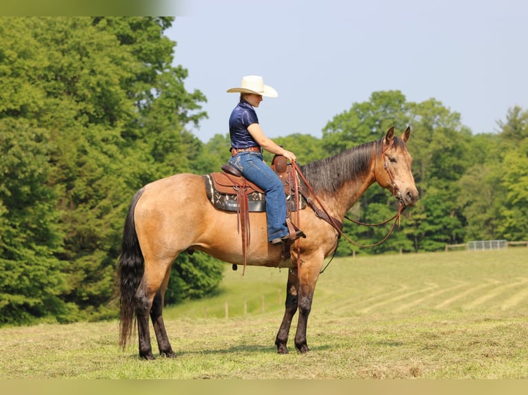 American Quarter Horse Wallach 11 Jahre 155 cm Buckskin in Clarion, PA