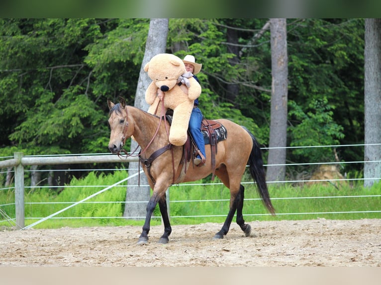 American Quarter Horse Wallach 11 Jahre 155 cm Buckskin in Clarion, PA