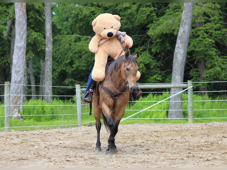 American Quarter Horse Wallach 11 Jahre 155 cm Buckskin in Clarion, PA
