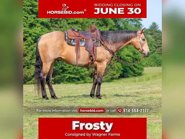 American Quarter Horse Wallach 11 Jahre 155 cm Buckskin in Clarion, PA