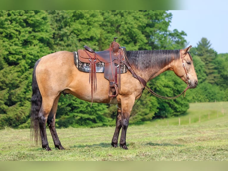 American Quarter Horse Wallach 11 Jahre 155 cm Buckskin in Clarion, PA