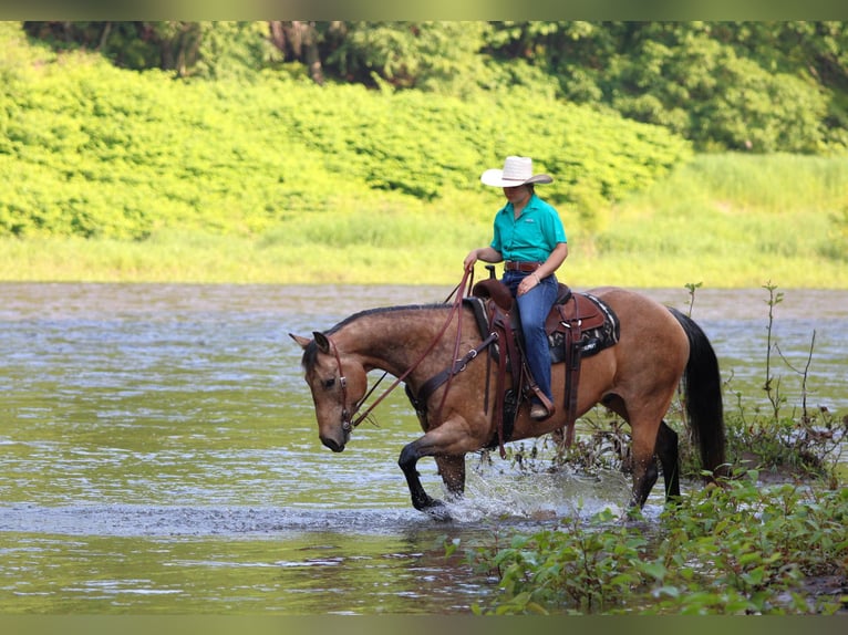 American Quarter Horse Wallach 11 Jahre 155 cm Buckskin in Clarion, PA