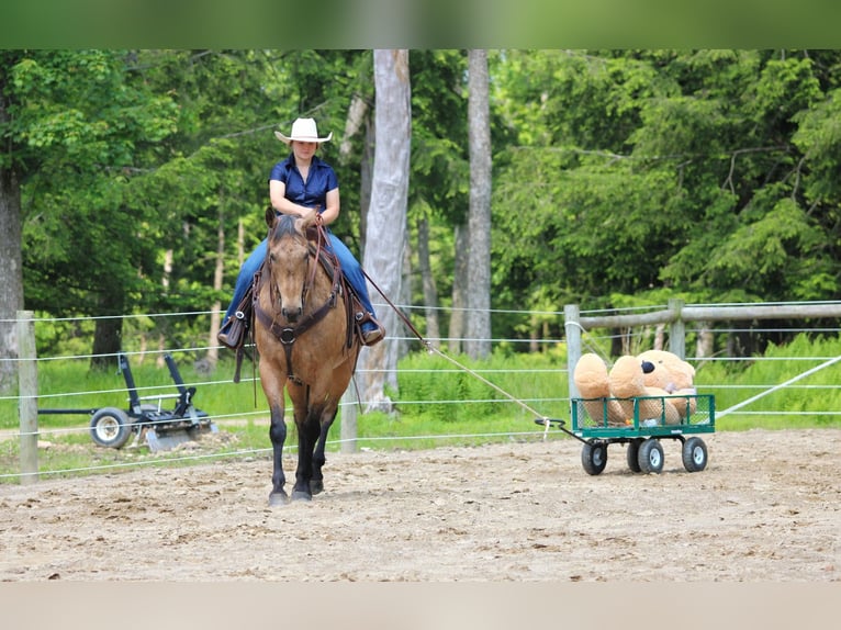 American Quarter Horse Wallach 11 Jahre 155 cm Buckskin in Clarion, PA